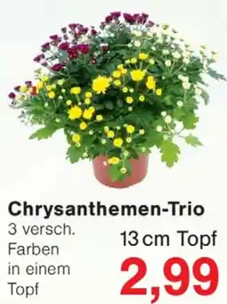 Wiglo Wunderland Chrysanthemen-Trio Angebot