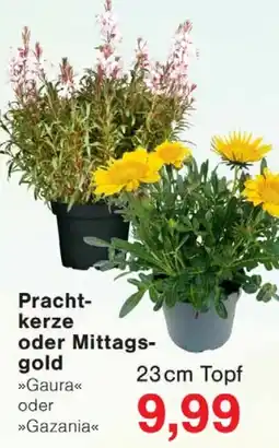 Wiglo Wunderland Pracht-kerze oder Mittags-gold »Gaura« oder »Gazania« Angebot
