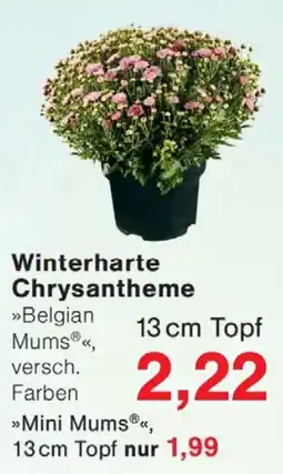 Wiglo Wunderland Belgian Mums® Angebot