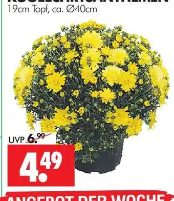 Wreesmann Kugelchrysanthemen Angebot