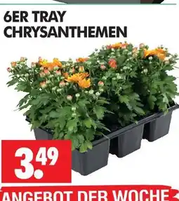 Wreesmann Chrysanthemen Angebot