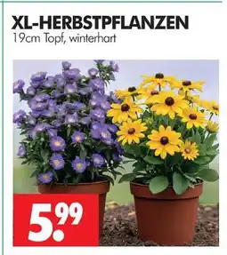 Wreesmann Xl-herbstpflanzen Angebot