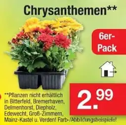 Zimmermann Chrysanthemen** Angebot
