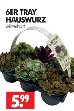 Wreesmann Hauswurz Angebot