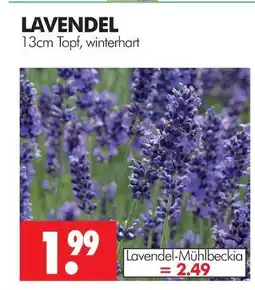 Wreesmann Lavendel Angebot