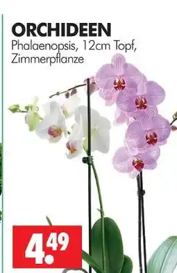 Wreesmann Phalaenopsis Angebot