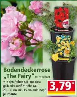 Norma Bodendeckerrose "The Fairy" Angebot