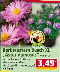 Norma Herbstastern Busch XL "Aster dumosus" Angebot
