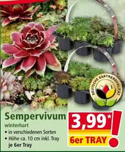 Norma Sempervivum Angebot