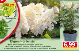 Norma Rispen Hortensie Angebot