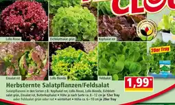Norma Herbsternte Salatpflanzen/Feldsalat Angebot