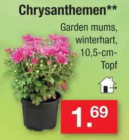 Zimmermann Chrysanthemen Angebot