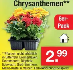 Zimmermann Chrysanthemen Angebot
