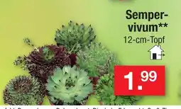 Zimmermann Sempervivum Angebot