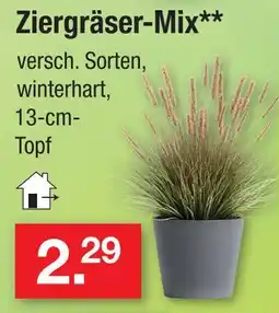 Zimmermann Ziergräser-mix Angebot