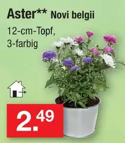 Zimmermann Aster novi belgii Angebot