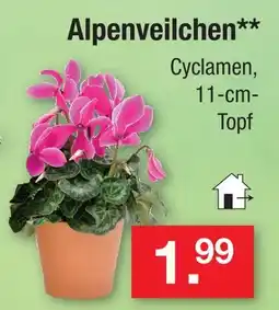 Zimmermann Alpenveilchen Angebot
