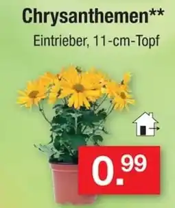 Zimmermann Chrysanthemen** Eintrieber Angebot