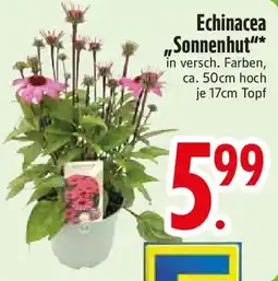 Edeka Echinacea „Sonnenhut" Angebot