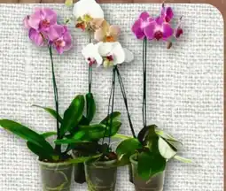 nahkauf Schmetterlingsorchidee Phalaenopsis Angebot