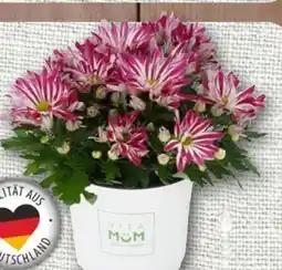 nahkauf Chrysantheme Let's twist again Angebot