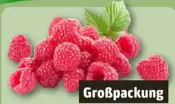 REWE Center Himbeeren Angebot