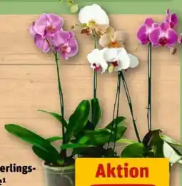 REWE Center Schmetterlingsorchidee Phalaenopsis Angebot