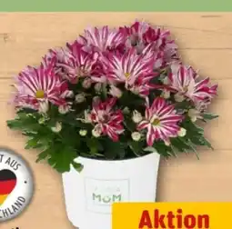 REWE Center Chrysantheme Let's twist again Angebot