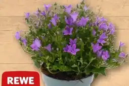 REWE Center Rewe Beste Wahl Glockenblume Angebot