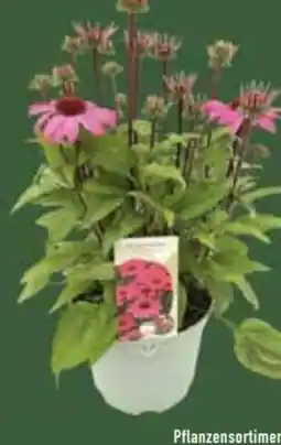 E-Center Echinacea Sonnenhut Angebot