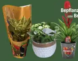 E-Center Tropical Mix Angebot