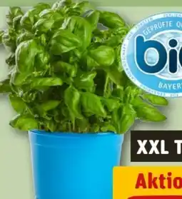 REWE Center Bio XXL Basilikum Angebot