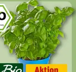 REWE Center Rewe Bio Basilikum Angebot
