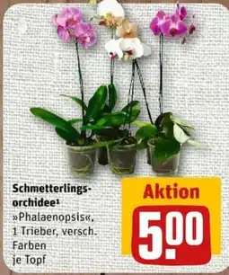 nahkauf Schmetterlings-orchidee Angebot