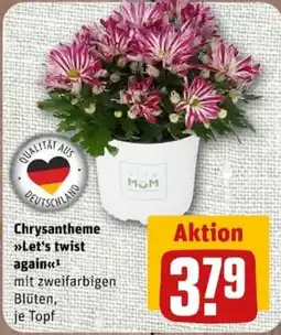 nahkauf Chrysantheme »Let's twist again« mit zweifarbig Blüten, je Topf Angebot
