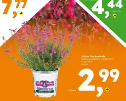 Globus Baumarkt Irische Glockenheide (Daboecia cantabrica „Heidemarie“) Angebot