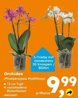 Globus Baumarkt Orchidee (Phalaenopsis Multiflora) Angebot
