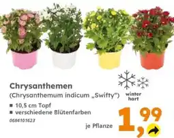 Globus Baumarkt Chrysanthemen (Chrysanthemum indicum „Swifty“) Angebot