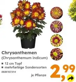 Globus Baumarkt Chrysanthemen (Chrysanthemum indicum) Angebot