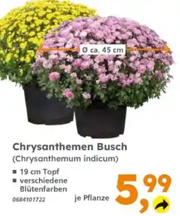 Globus Baumarkt Chrysanthemen Busch Angebot