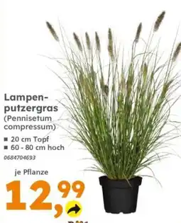 Globus Baumarkt Lampenputzergras (Pennisetum compressum) Angebot