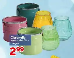 CENTERSHOP Citronella Angebot
