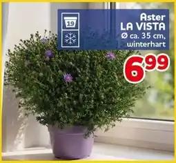 CENTERSHOP Aster LA VISTA Angebot
