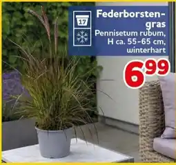 CENTERSHOP Federborstengras Pennisetum rubum Angebot