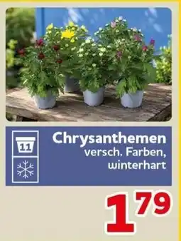 CENTERSHOP Chrysanthemen Angebot