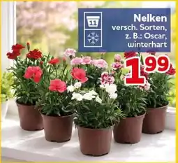 CENTERSHOP Nelken Angebot
