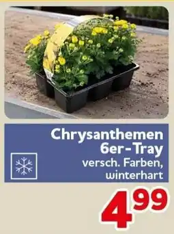 CENTERSHOP Chrysanthemen 6er-Tray Angebot