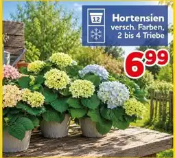 CENTERSHOP Hortensien Angebot