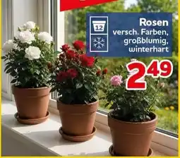 CENTERSHOP Rosen Angebot