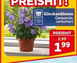 CENTERSHOP Glockenblume Campanula, winterhart Angebot